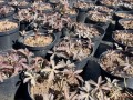Bodziszek plamisty 'Espresso' - Geranium maculatum 'Espresso'