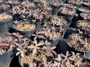 Bodziszek plamisty 'Espresso' - Geranium maculatum 'Espresso'