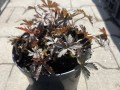 Bodziszek plamisty 'Espresso' - Geranium maculatum 'Espresso'