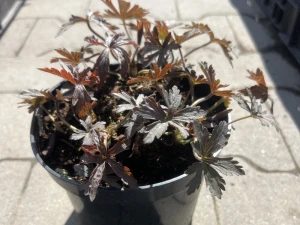 Bodziszek plamisty 'Espresso' - Geranium maculatum 'Espresso'
