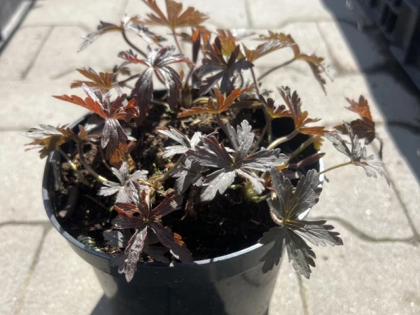 Bodziszek plamisty 'Espresso' - Geranium maculatum 'Espresso'