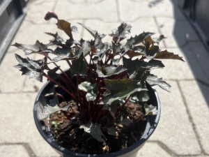 Języczka pomarańczowa 'Osiris Fantaisie' - Ligularia dentata 'Osiris Fantaisie'
