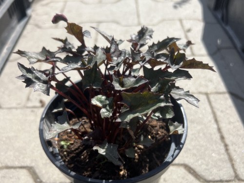 Języczka pomarańczowa 'Osiris Fantaisie' - Ligularia dentata 'Osiris Fantaisie'