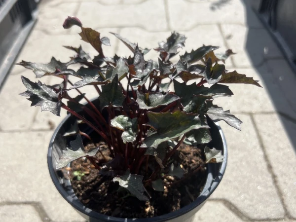 Języczka pomarańczowa 'Osiris Fantaisie' - Ligularia dentata 'Osiris Fantaisie'