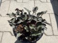 Języczka pomarańczowa 'Osiris Fantaisie' - Ligularia dentata 'Osiris Fantaisie'
