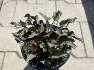 Języczka pomarańczowa 'Osiris Fantaisie' - Ligularia dentata 'Osiris Fantaisie'