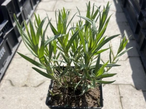 Gipsówka wiechowata ( łyszczec wiechowaty)  -  Gypsophila paniculata 
