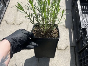 Gipsówka wiechowata ( łyszczec wiechowaty) - Gypsophila paniculata