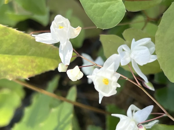 Epimedium Younga 'Niveum' - Epimedium x youngianum 'Niveum' (id: 954)