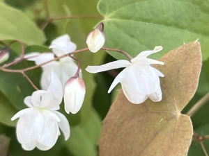 Epimedium Younga 'Niveum' - Epimedium x youngianum 'Niveum' (id: 954)