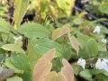 Epimedium Younga 'Niveum' - Epimedium x youngianum 'Niveum' (id: 954)