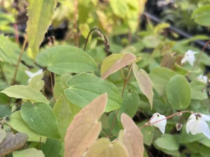 Epimedium Younga 'Niveum' - Epimedium x youngianum 'Niveum' (id: 954)