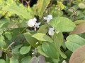 Epimedium Younga 'Niveum' - Epimedium x youngianum 'Niveum' (id: 954)
