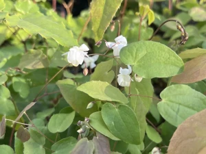 Epimedium Younga 'Niveum' - Epimedium x youngianum 'Niveum' (id: 954)