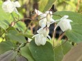 Epimedium Younga 'Niveum' - Epimedium x youngianum 'Niveum' (id: 954)