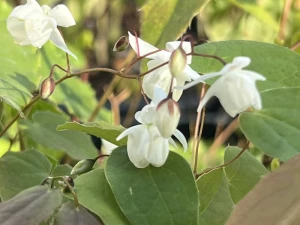 Epimedium Younga 'Niveum' - Epimedium x youngianum 'Niveum' (id: 954)