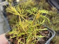 Parzydło leśne 'Whirlwind' - Aruncus dioicus 'Whirlwind' (id: 947)