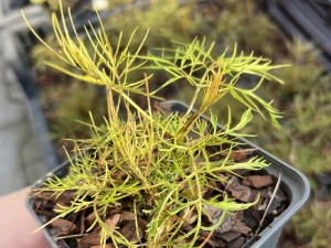 Parzydło leśne 'Whirlwind'   -  Aruncus dioicus 'Whirlwind'