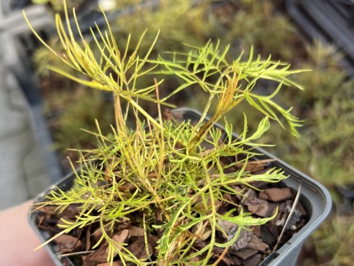 Parzydło leśne 'Whirlwind' - Aruncus dioicus 'Whirlwind' (id: 947)