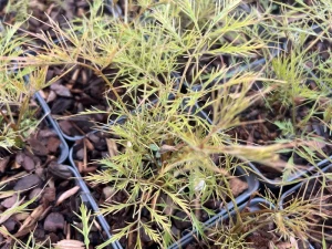 Parzydło leśne 'Whirlwind' - Aruncus dioicus 'Whirlwind' (id: 947)