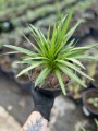 Liatra kłosowa' Alba' - Liatris spicata ' Alba' (id: 943)
