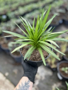 Liatra kłosowa' Alba' - Liatris spicata ' Alba' (id: 943)