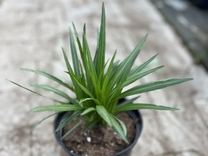Liatra kłosowa' Alba'  -   Liatris spicata  ' Alba' 