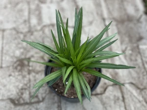 Liatra kłosowa' Alba' - Liatris spicata ' Alba' (id: 943)