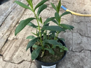 Floks wiechowaty 'Yonique Bicolor'  -  Phlox paniculata  'Yonique Bicolor'