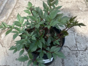 Tawułka  'Red Drumset'  -   Astilbe 'Red Drumset'