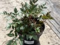 Tawułka  'Red Drumset' - Astilbe 'Red Drumset' (id: 907)