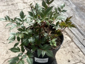 Tawułka  'Red Drumset' - Astilbe 'Red Drumset' (id: 907)