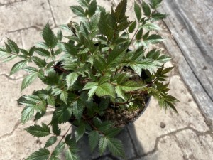  Tawułka 'Pretty in Pink' -  Astilbe 'Pretty in Pink'