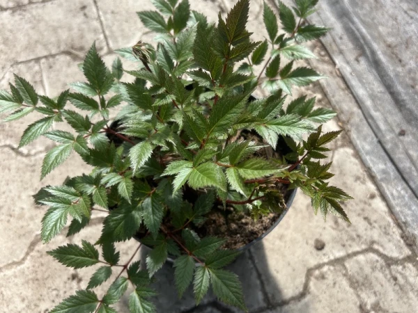 Tawułka 'Pretty in Pink' - Astilbe 'Pretty in Pink' (id: 906)