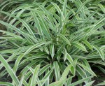Turzyca rzędowa  'Variegata' - Carex siderosticha