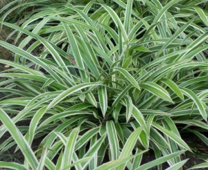 Turzyca rzędowa  'Variegata' - Carex siderosticha