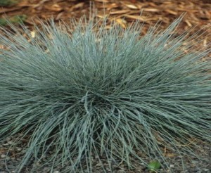 Kostrzewa sina 'Elijah Blue' - Festuca glauca 'Elijah Blue'