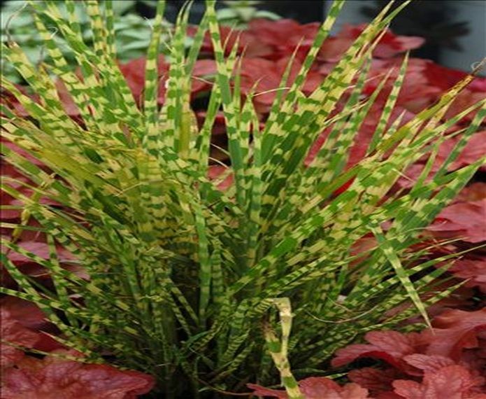 Miskant chiński 'Gold Bar' - Miscanthus sinensis  'Gold Bar'