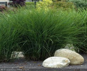 Miskant chiński 'Gracillimus' - Miscanthus sinensis 'Gracillimus'