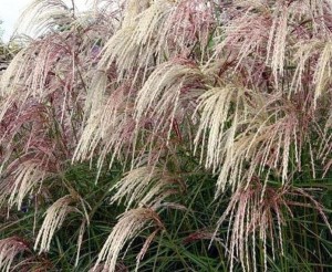  Miskant chiński 'Kaskade' - Miscanthus sinensis 'Kaskade' 