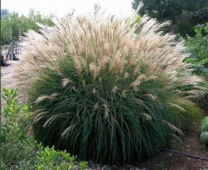Miskant chiński 'Kleine Silberspinne' - Miscanthus sinensis  'Kleine Silberspinne'