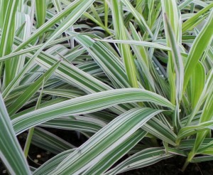 Mozga trzcinowata 'Picta' - Phalaris arundinacea 'Picta'