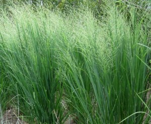 Proso rózgowate 'Cloud Nine' - Panicum virgatum 'Cloud Nine'