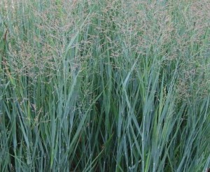 Proso rózgowate 'Heavy Metal' - Panicum virgatum  'Heavy Metal' 