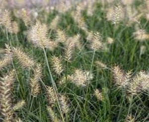 Rozplenica japońska 'Little Bunny' - Pennisetum alopecuroides 'Little Bunny'