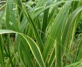 kemveida-spartina_aureomarginata.jpg