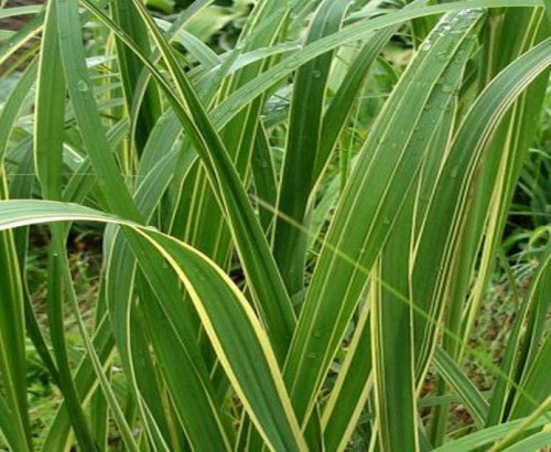 kemveida-spartina_aureomarginata.jpg