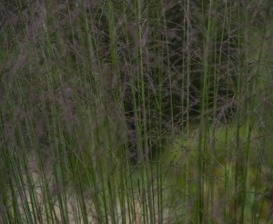 Trzęślica trzcinowata 'Karl Foerster' - Molinia caerulea 'Karl Foerster'