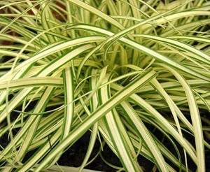 Turzyca hachijonska 'Evergold' - Carex hachijoensis 'Evergold