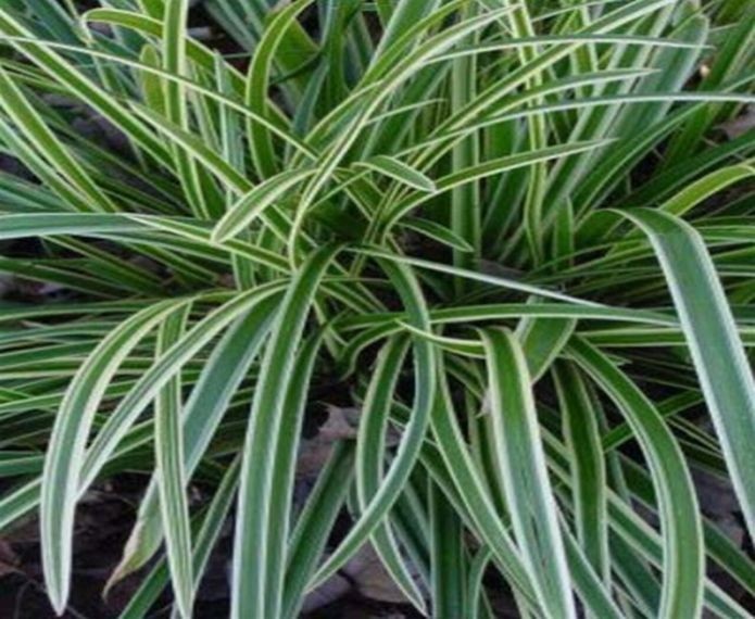 Turzyca japońska 'Ice Dance'   -   Carex morrowii 'Ice Dance'